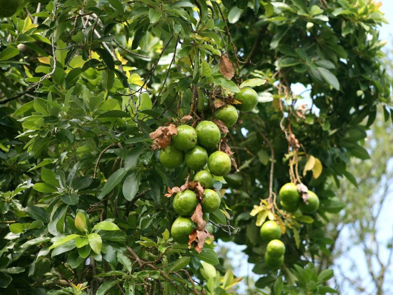 Alternate Bearing Is Often The Real Reason Behind The Swing