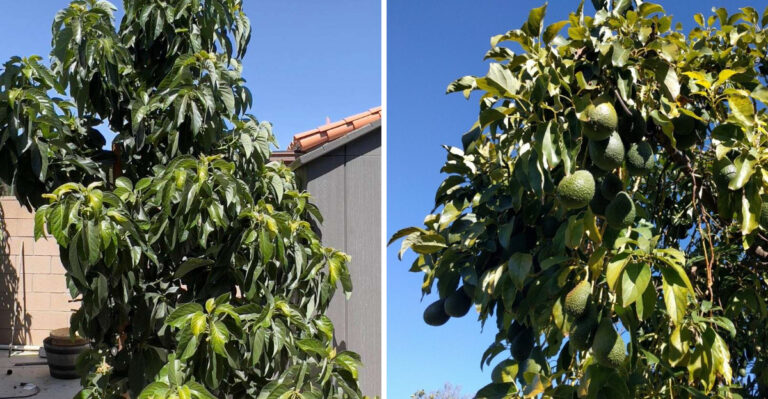 avocado tree
