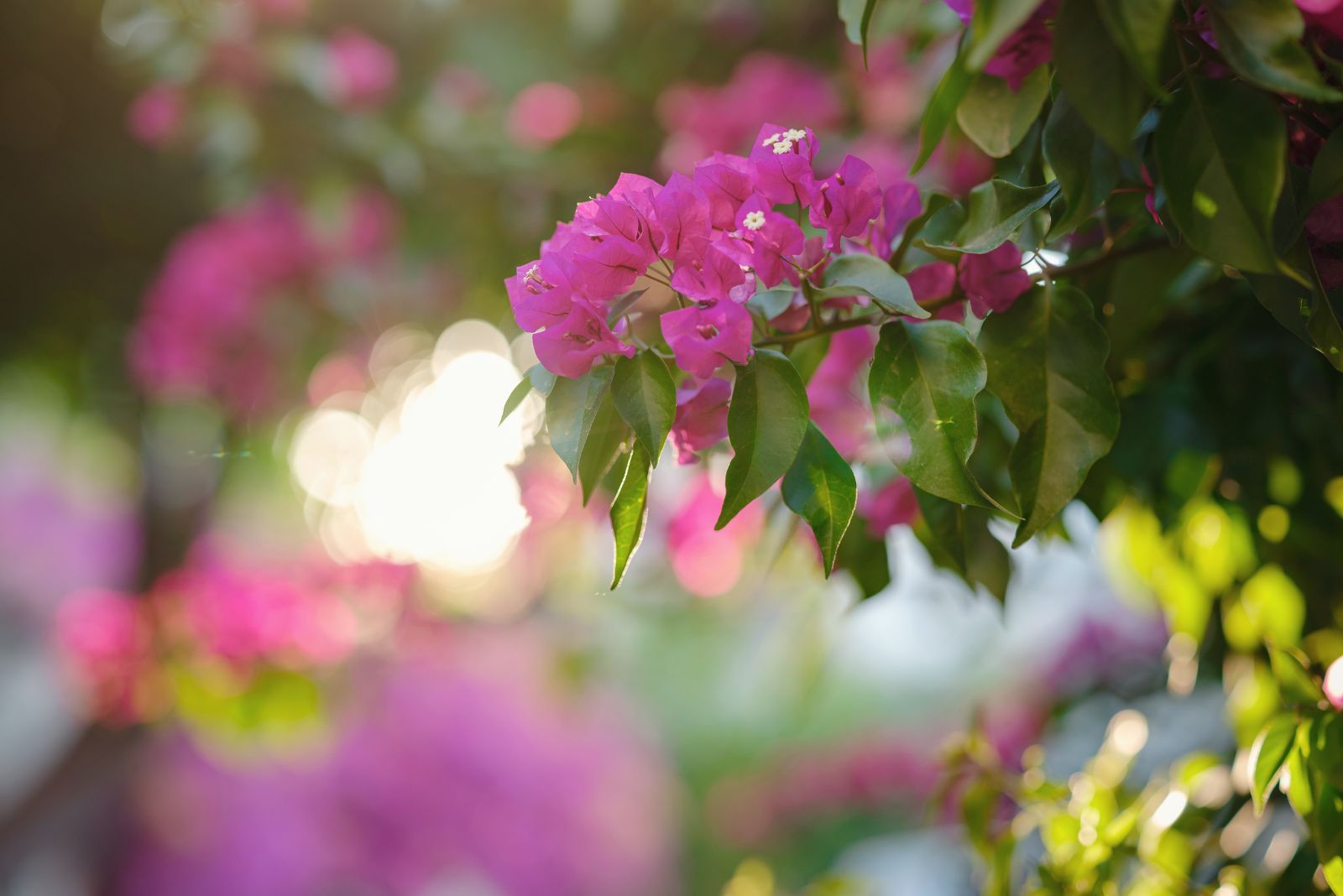 bougainvillea