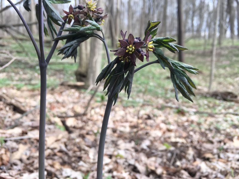 How Michigan Winters Make Spring Plants Hard To Read