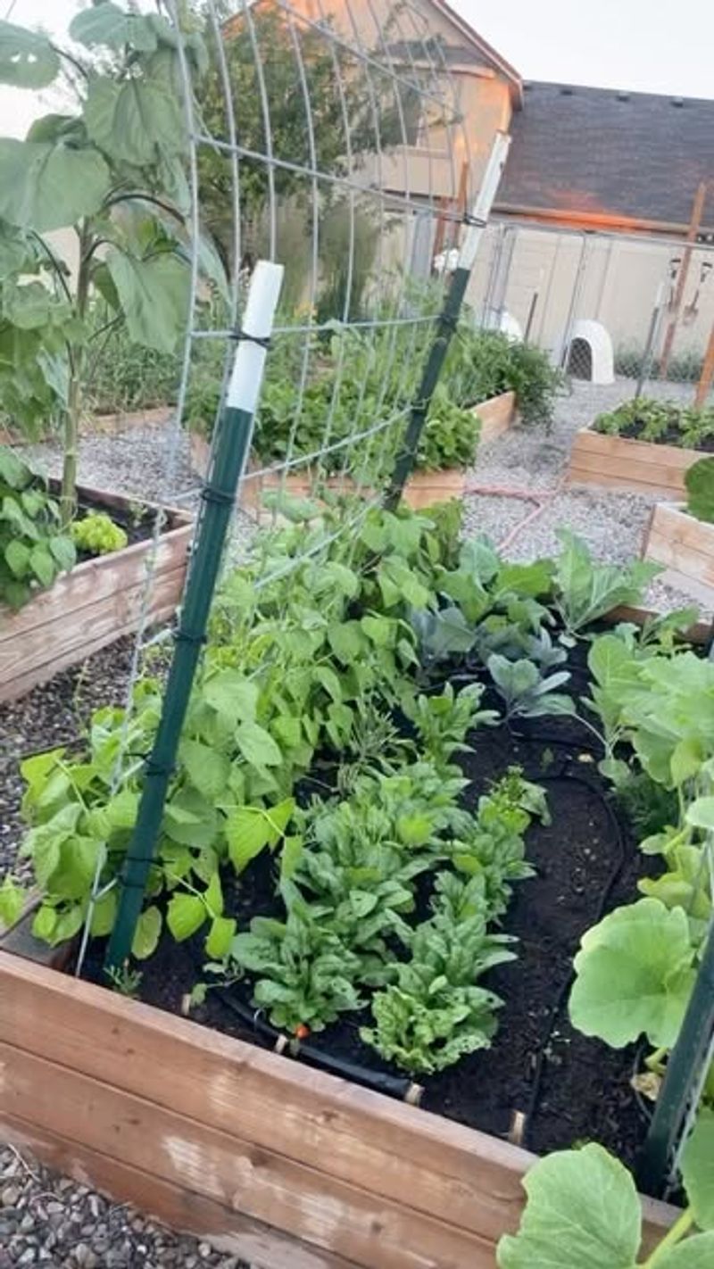 Longer Daylight Hours Help Plants Grow Quickly