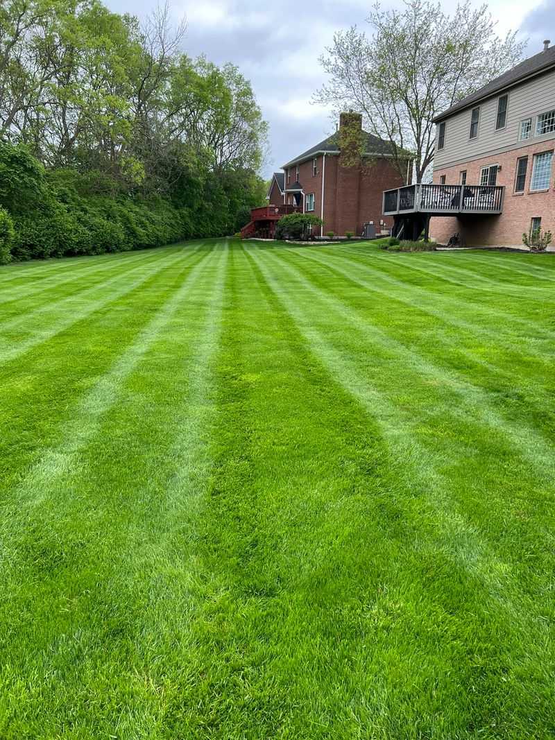 A Higher Mow Now Can Mean A Better Lawn By Summer