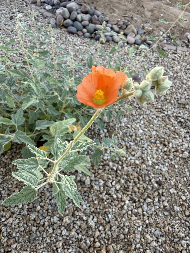 Watering Early The Right Way Helps Roots Settle In