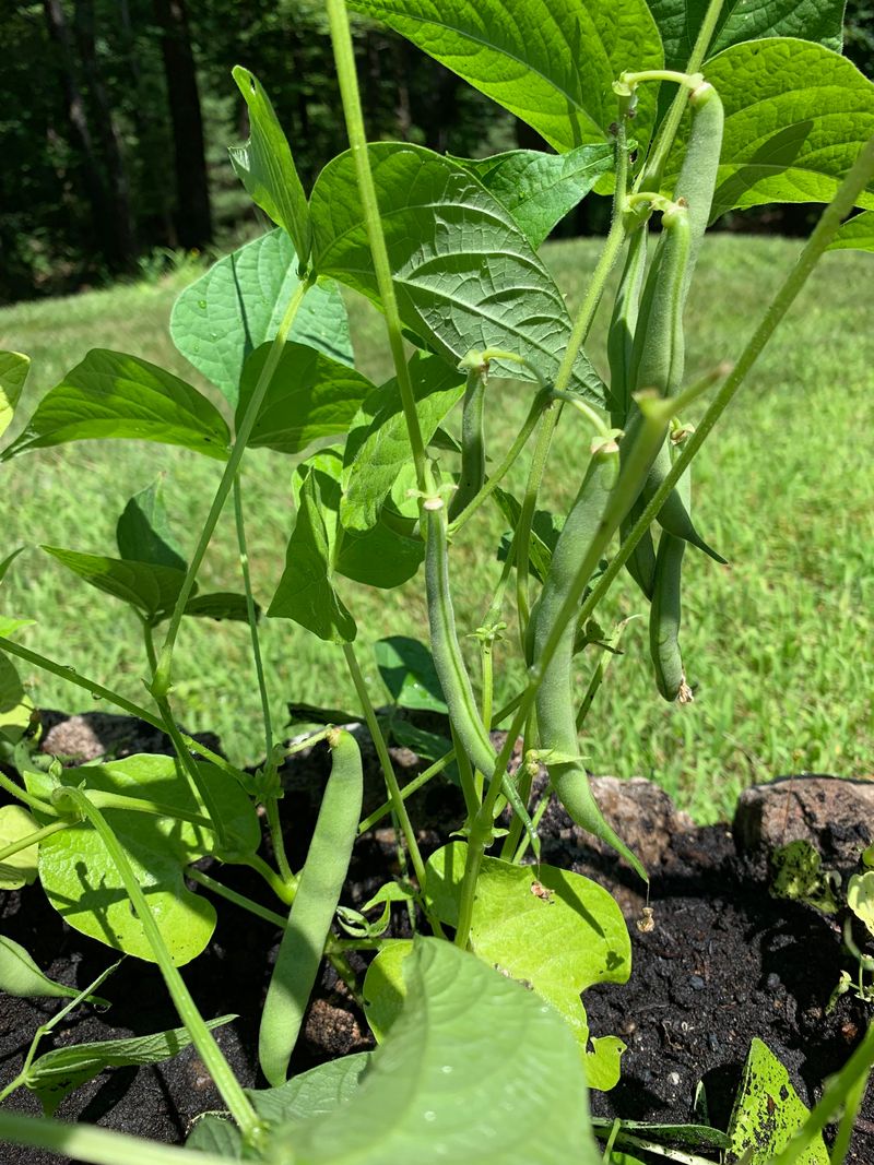 Best Bean Varieties For Oregon