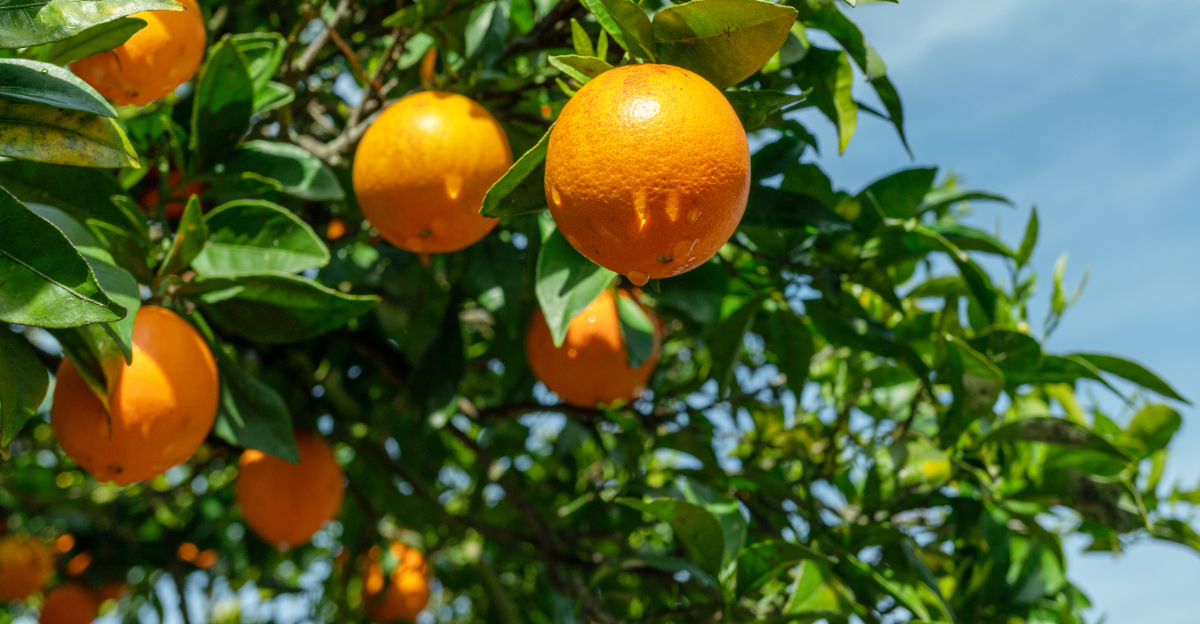 fruit tree (featured image)