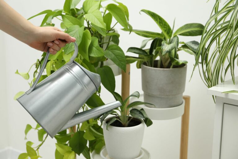 watering indoor plants