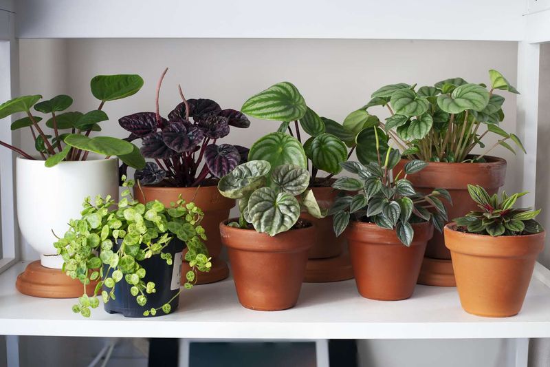 Keep Plants Away From Direct Sunlight