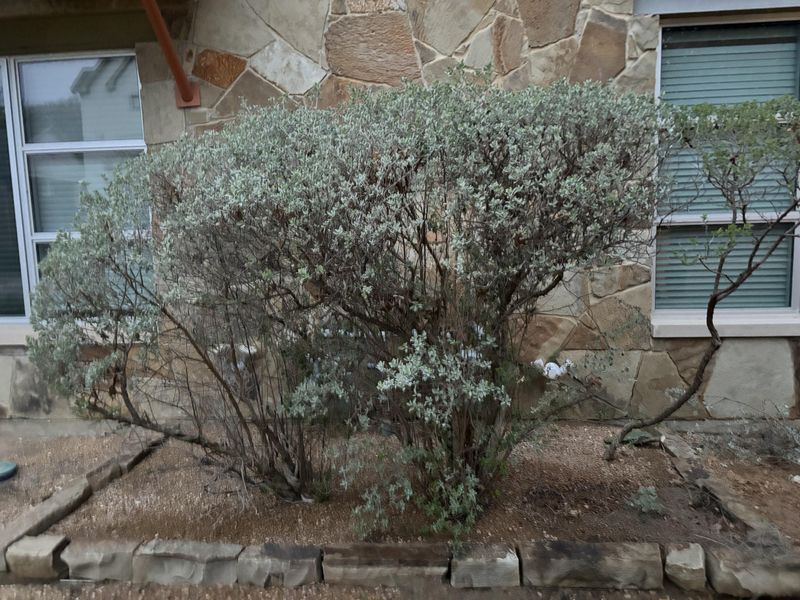 Prune Right After Each Bloom Cycle, Not Before It Starts