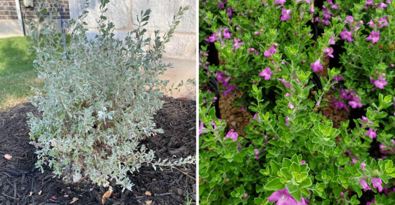 The Right Way To Prune Arizona Texas Sage For Steady Flowering
