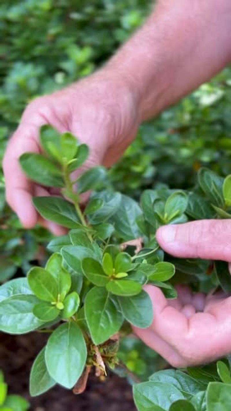 Prune Azaleas Soon After Flowering Ends