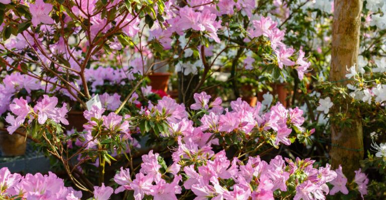 plants (featured image)