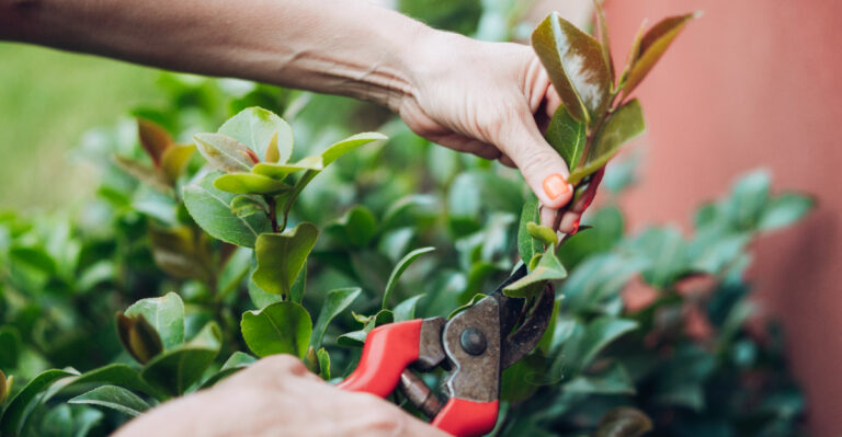 pruning plant (featured image)