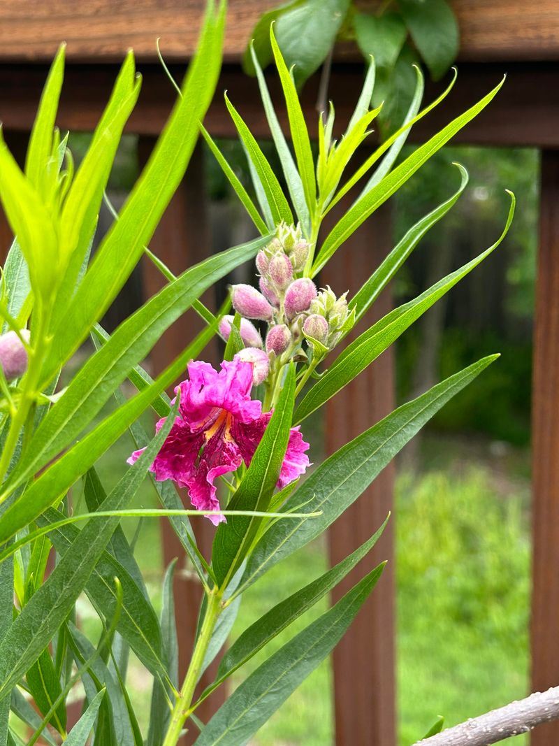 Prune Desert Willow After The Last Frost In Early Spring