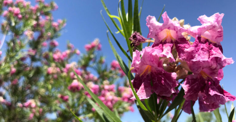 plant (featured image)