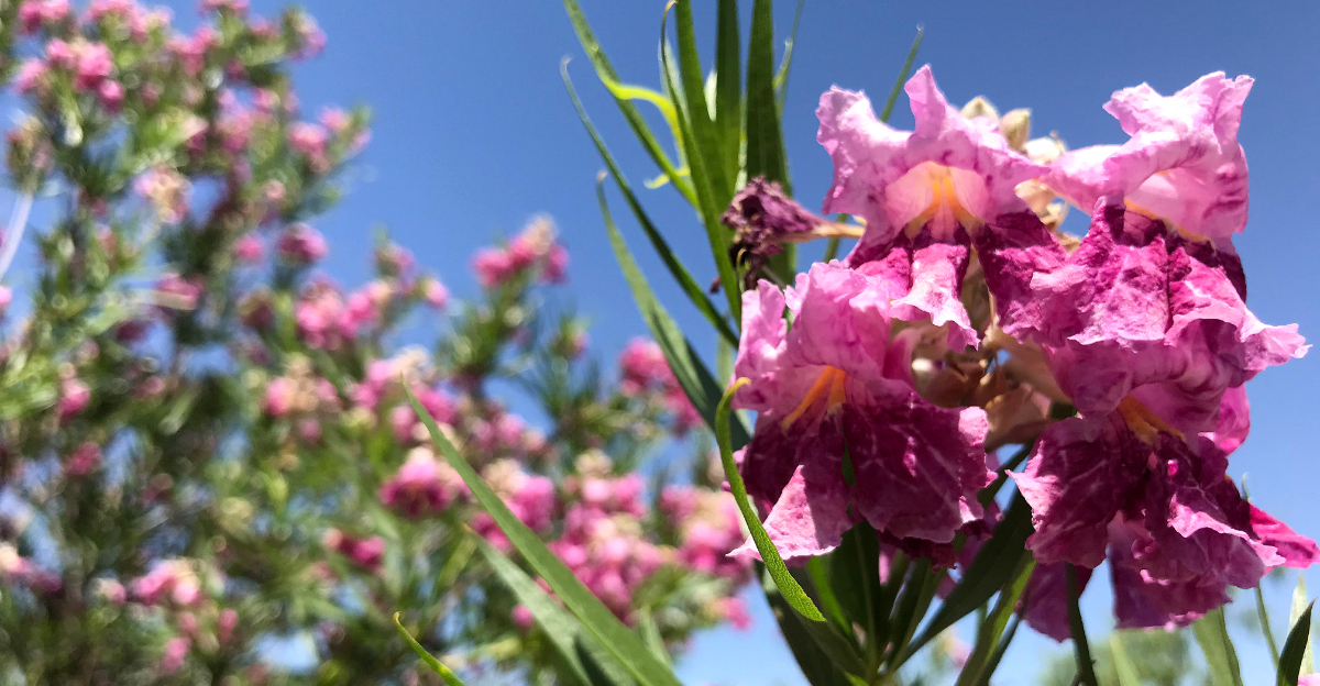 plant (featured image)