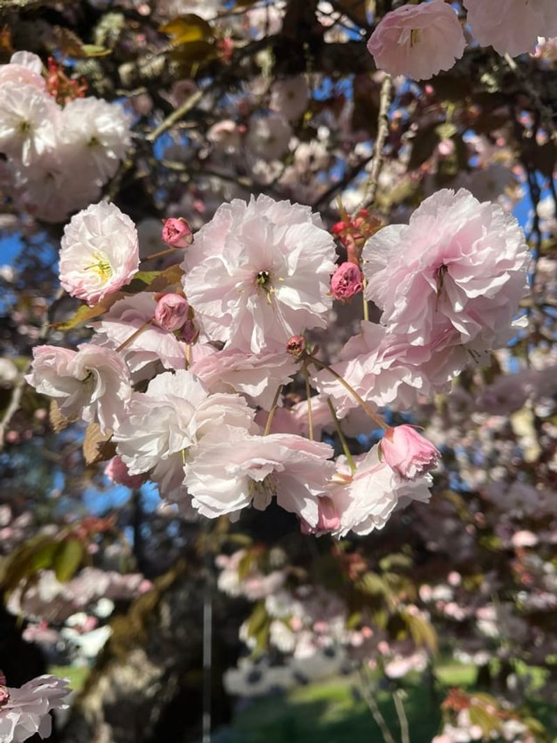 Know Your Bloom Time