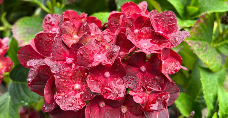 hydrangea in rain