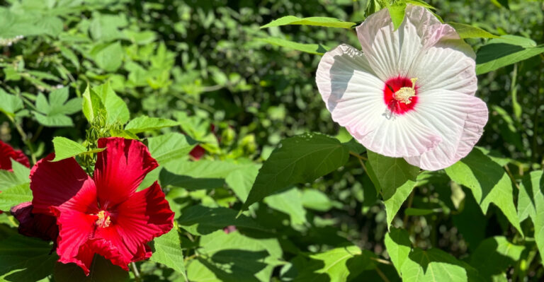 hardy hibiscus