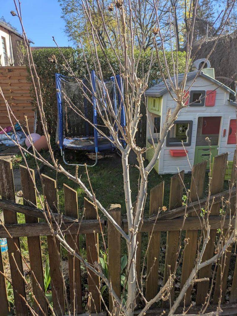 Prune Hibiscus After The Last Frost For Best Results