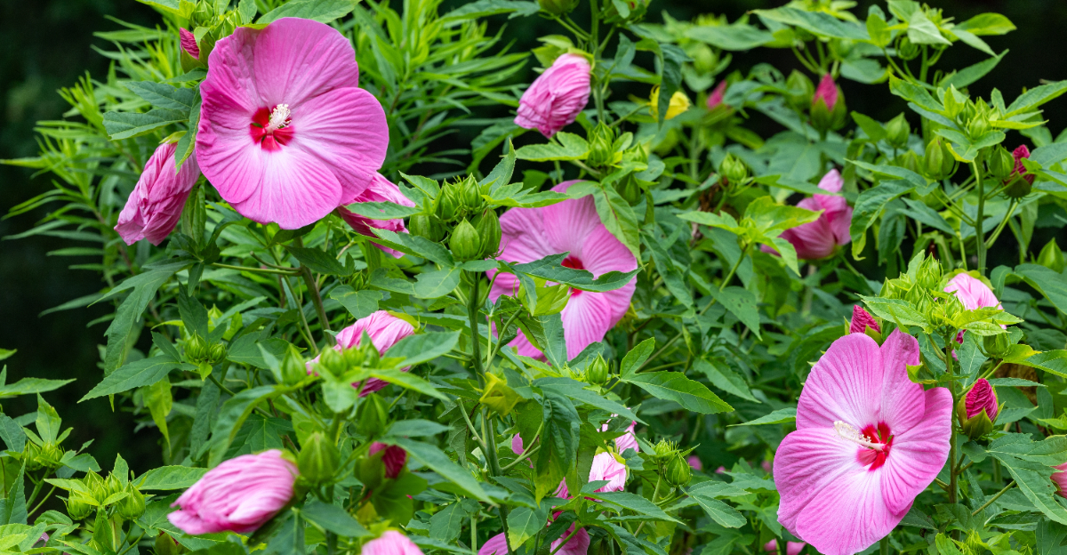 plants (featured image)