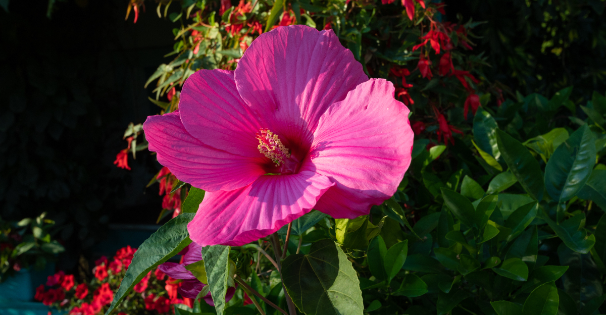pink hardy hibiscus