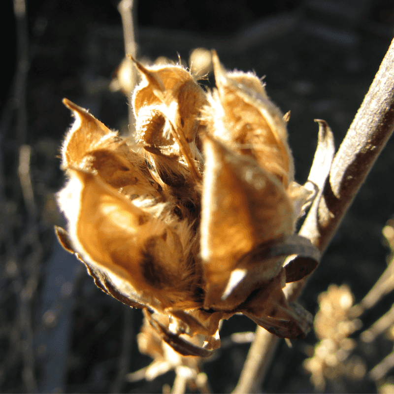 Hardy Hibiscus Goes Dormant Each Winter
