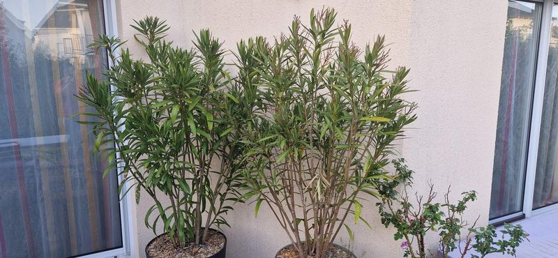 Prune Oleander After The Main Flowering Period