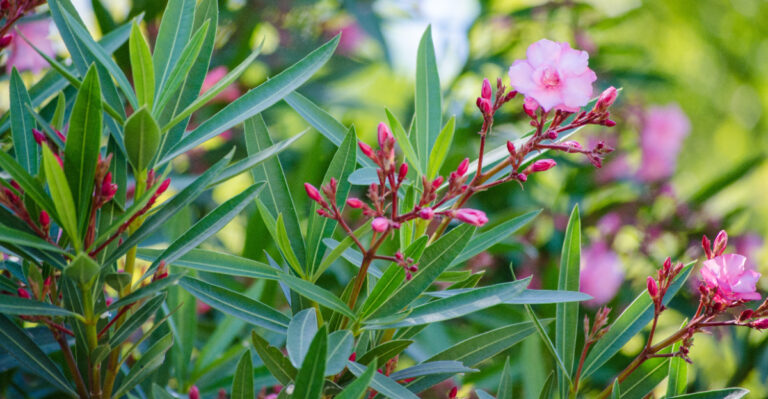oleander (featured image)