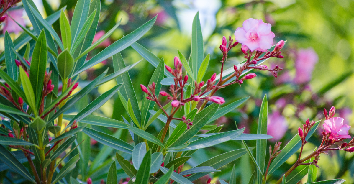oleander (featured image)
