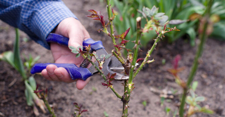 pruning roses (featured image)