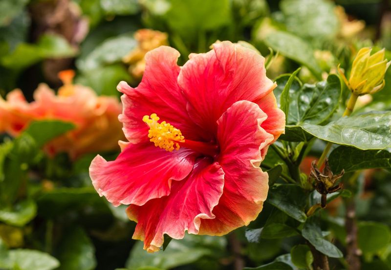 Why Pruning Hibiscus Boosts Bloom Size?