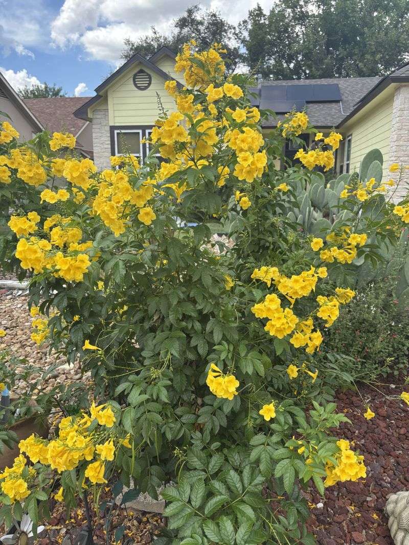 Cut Back After Bloom Cycles To Trigger New Flowering