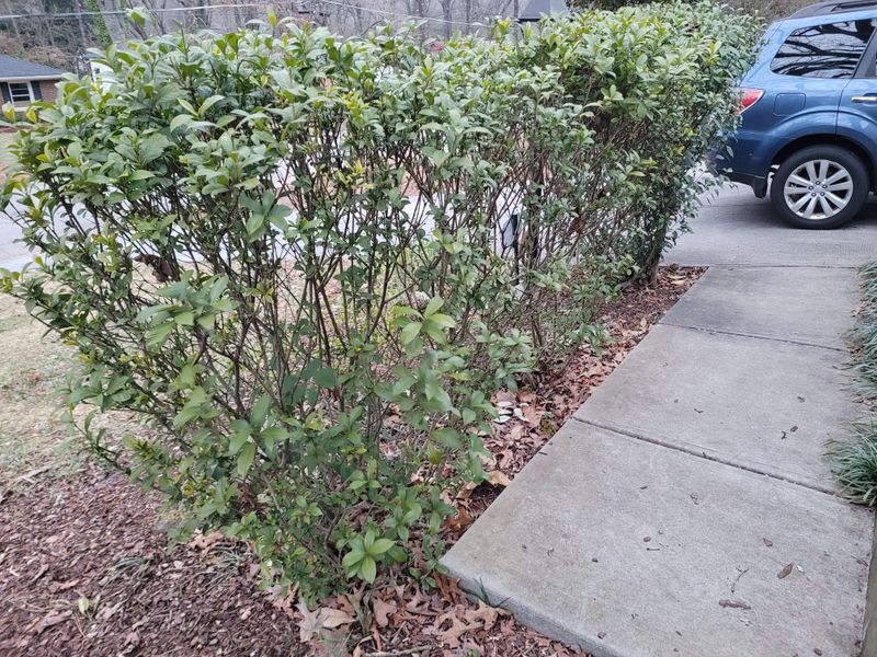 Trim Gardenias In Georgia Right After Spring Flowering