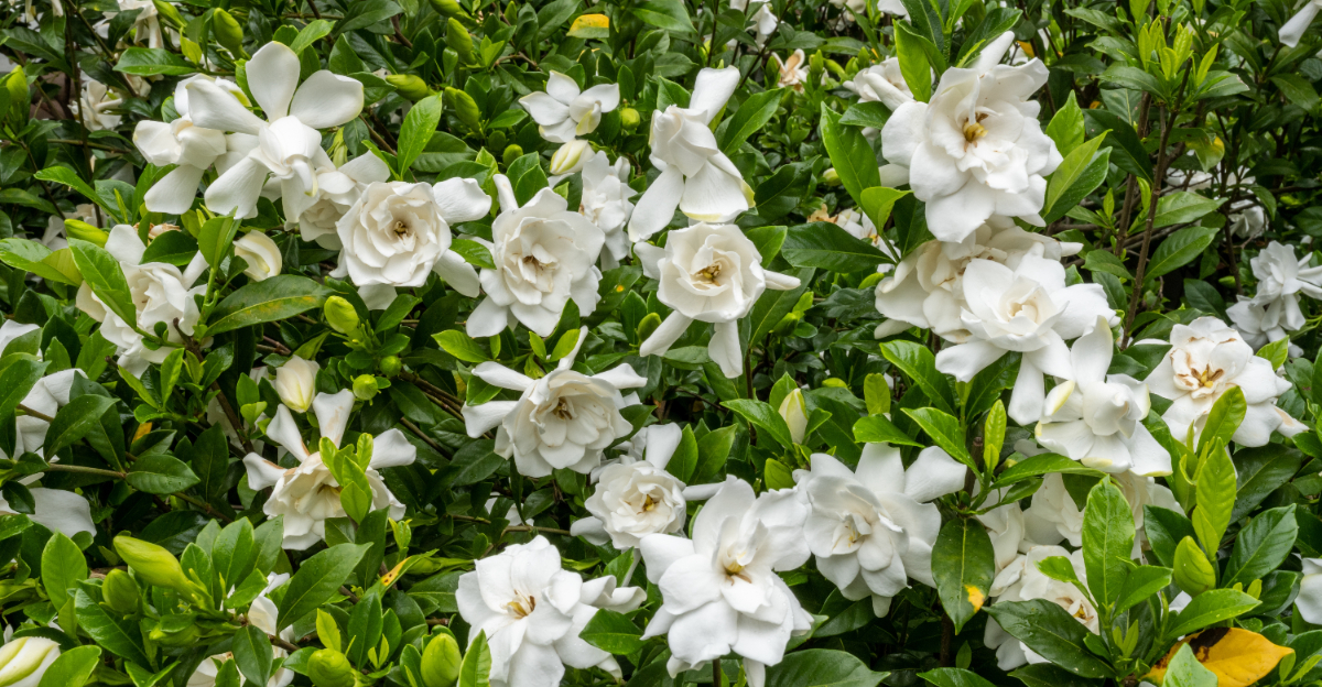 plant (featured image)