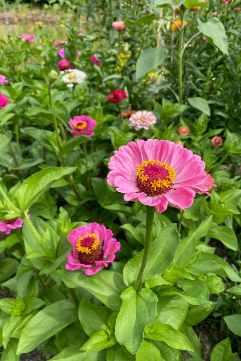 Plant Heat-Tolerant, Nectar-Rich Flowers