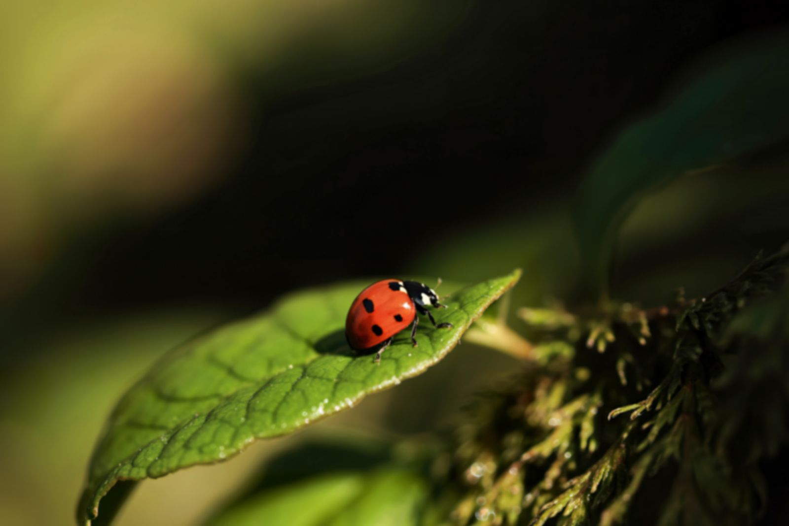 ladybug on plant