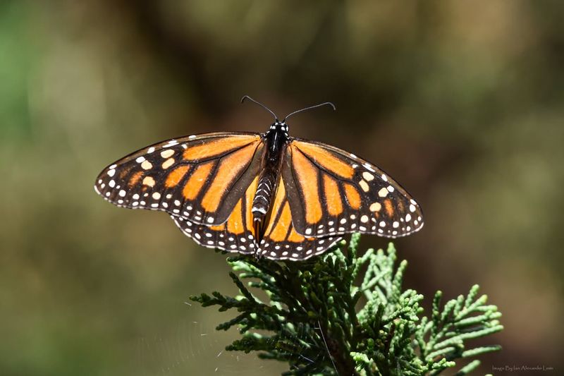 Early Spring Weather Impacts