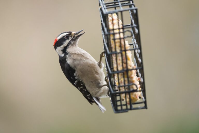 woodpecker