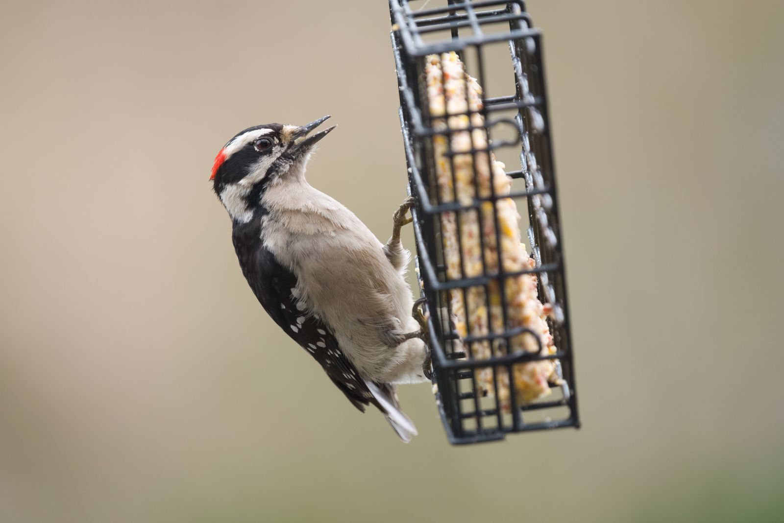 woodpecker