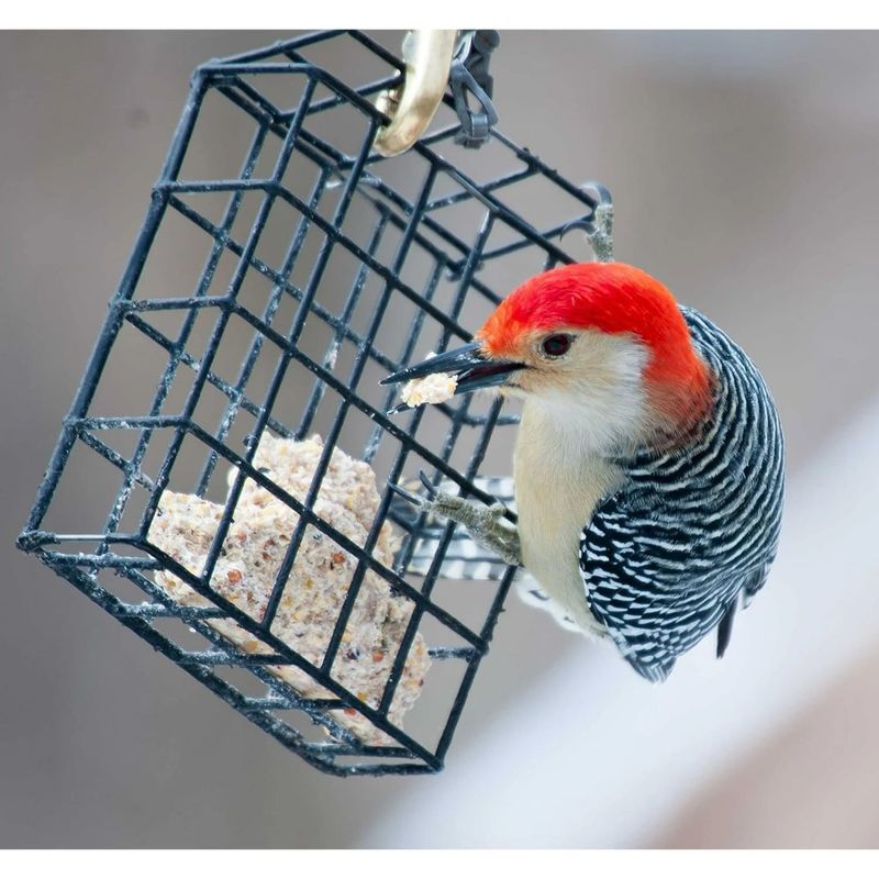 Suet Cakes (High-Fat Blends)