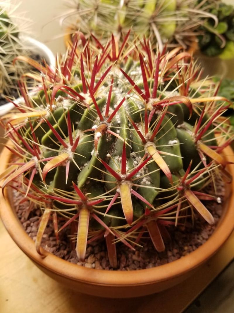 Keeping Pests Away Before They Become A Problem