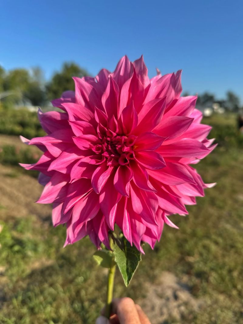 Choose Large-Flowering Varieties