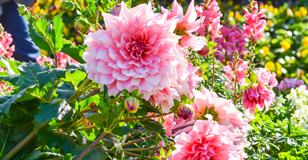giant dahlias