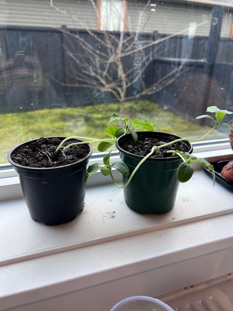 Starting Seeds Too Early