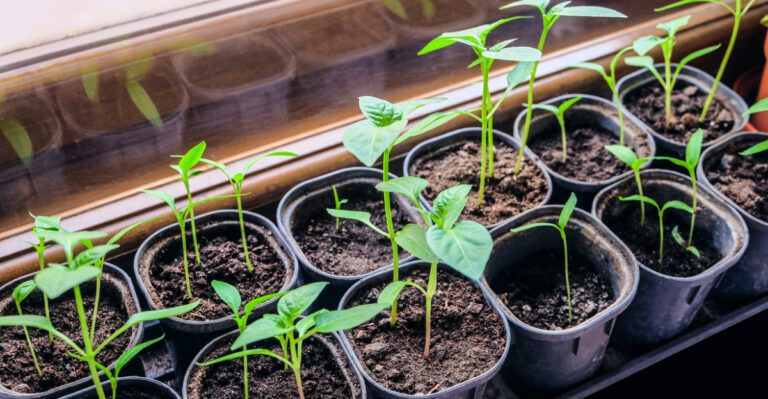 The Seed Starting Mistakes Oregon Gardeners Should Avoid In March