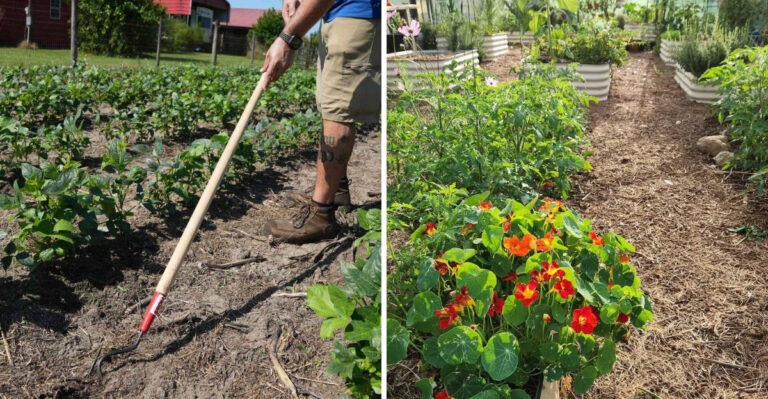 The Simple April Task That Helps Control Weeds And Improve Soil In Georgia
