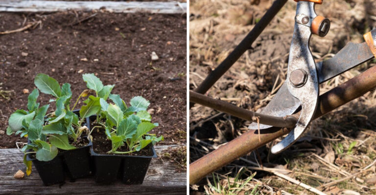 The Simple March Steps That Set Your Arizona Garden Up For A Better Season