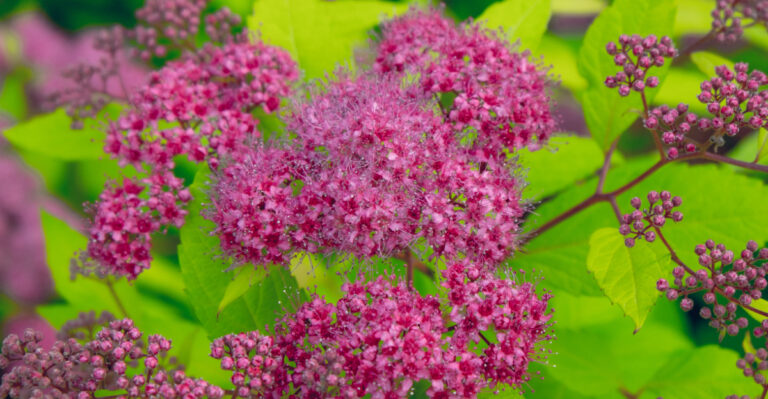 spirea