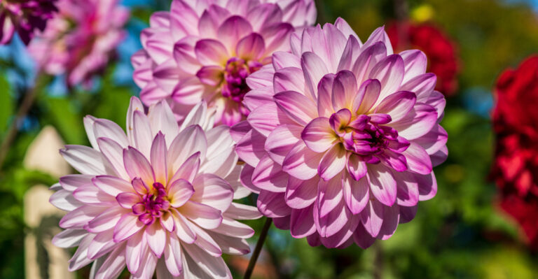 dahlias