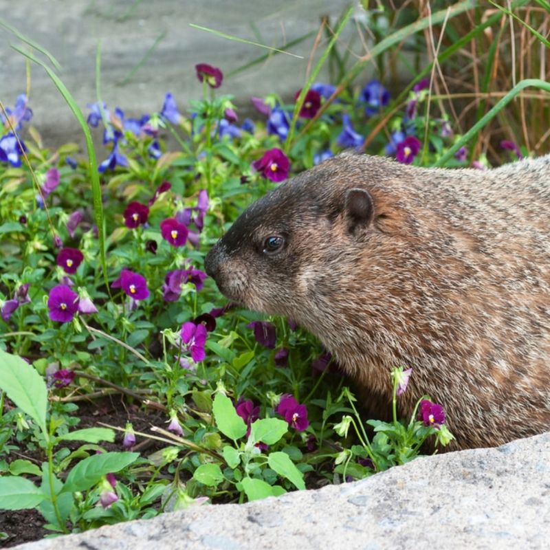 Early Spring Greens Are Easy To Access